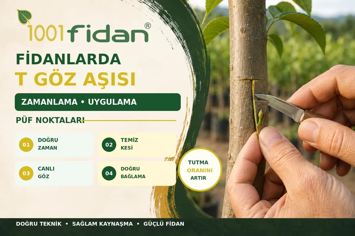 Fidanlarda T göz aşısı zamanlama, uygulama ve püf noktaları