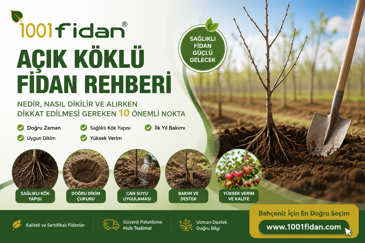 Açık köklü fidan rehberi - Sağlıklı açık köklü meyve fidanı seçimi ve dikimi