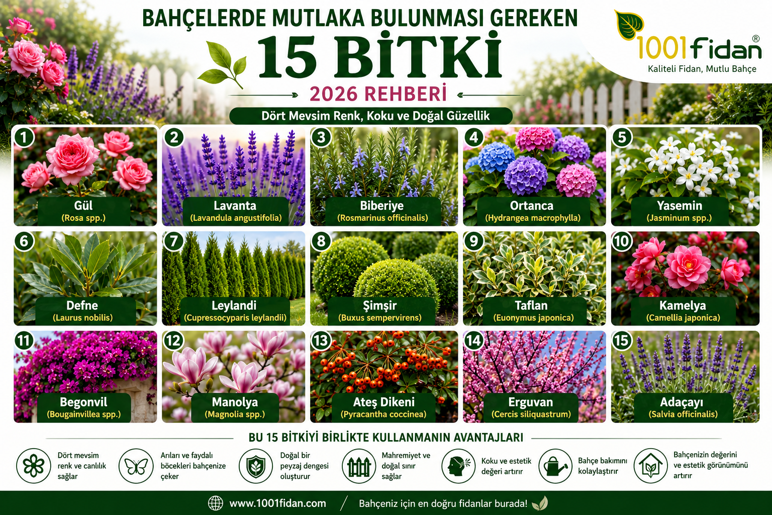 Bahçelerde mutlaka bulunması gereken 15 bitki; gül, lavanta, biberiye, ortanca, yasemin, defne, leylandi, şimşir, taflan, kamelya, begonvil, manolya, ateş dikeni, erguvan ve adaçayını gösteren görsel.