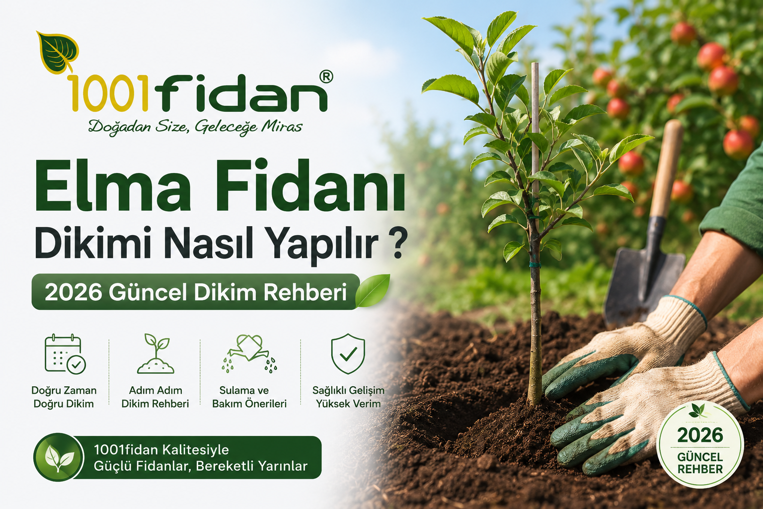 Elma fidanı dikimi nasıl yapılır? 2026 güncel dikim rehberine uygun elma fidanı dikimi