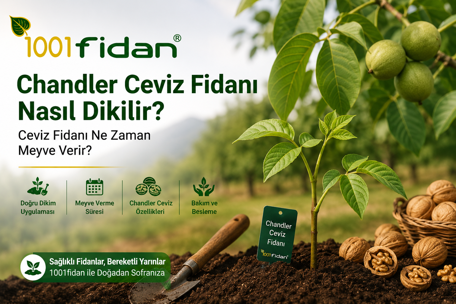Chandler ceviz fidanı nasıl dikilir ve ceviz fidanı ne zaman meyve verir rehberi.