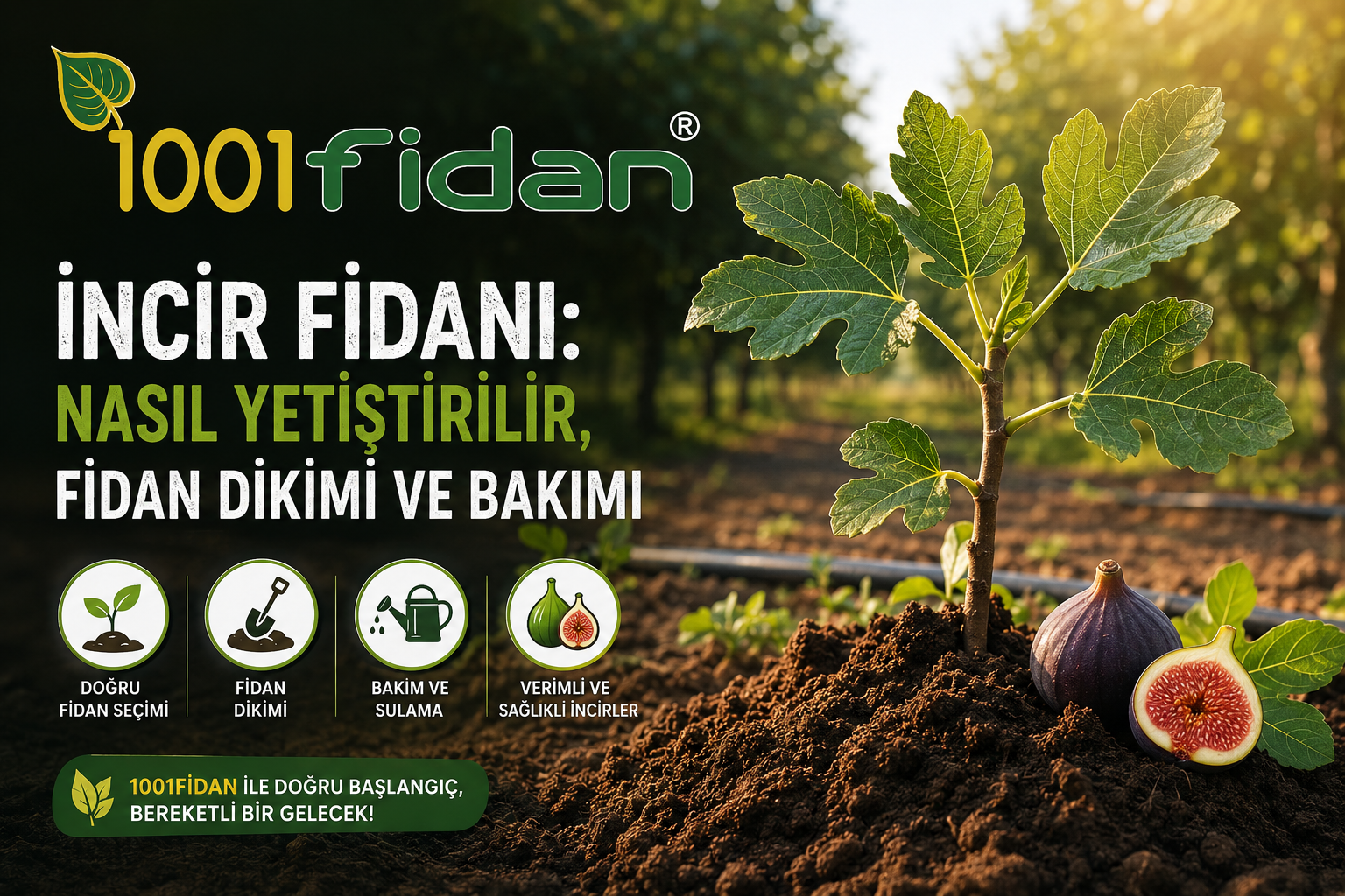 İncir fidanı yetiştiriciliği, fidan dikimi ve bakımı adımları