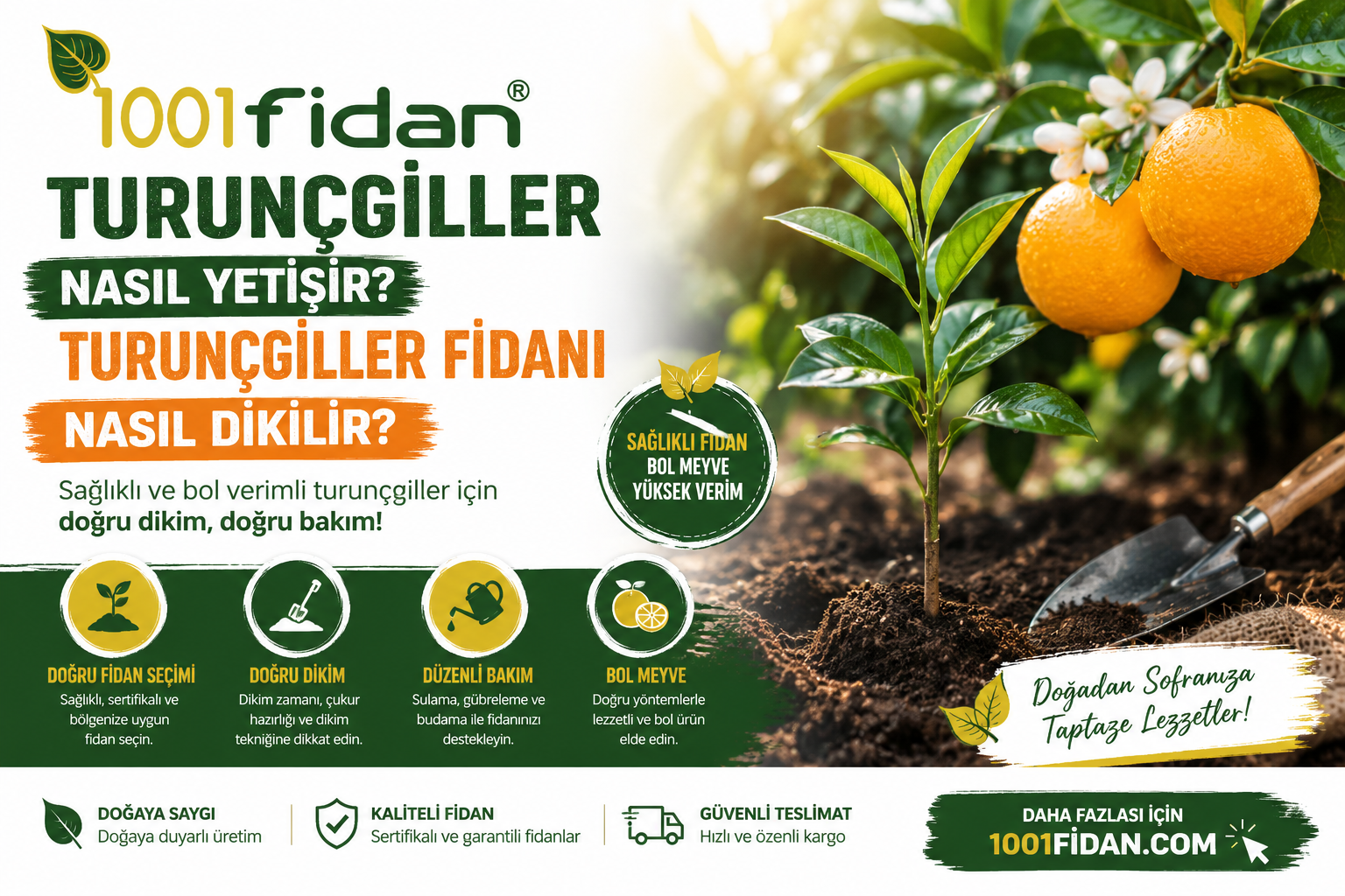 Turunçgiller fidanı dikimi nasıl yapılır görseli